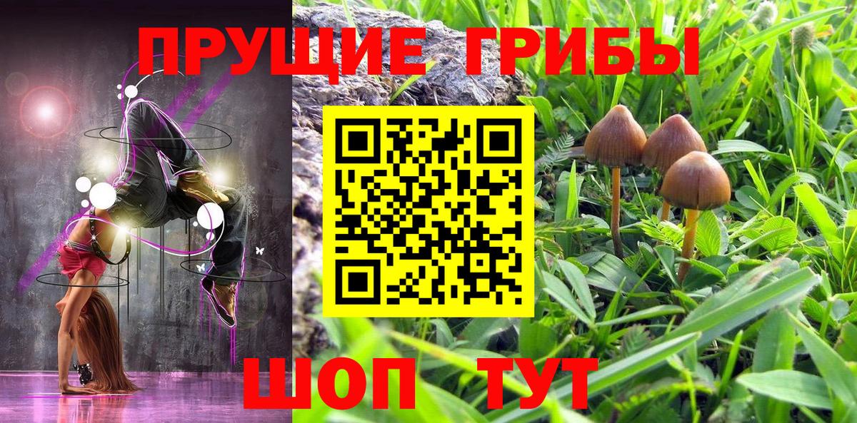 Владимир  Псилоцибиновые грибы Cubensis  Вход с VPN 